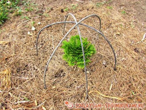 Укрытие молодого можжевельника на зиму. Как подготовить можжевельник к зимовке?