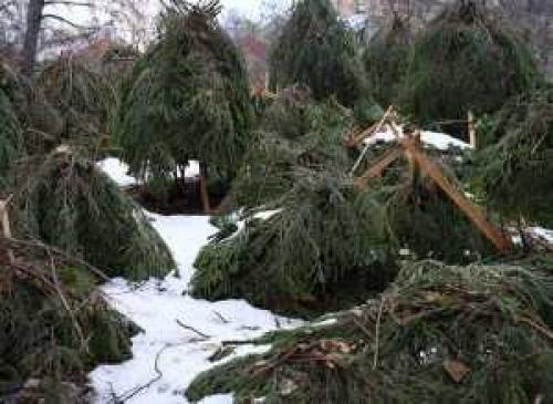 Как укрывать можжевельник на зиму. Зачем укрывать можжевельник на зиму 02