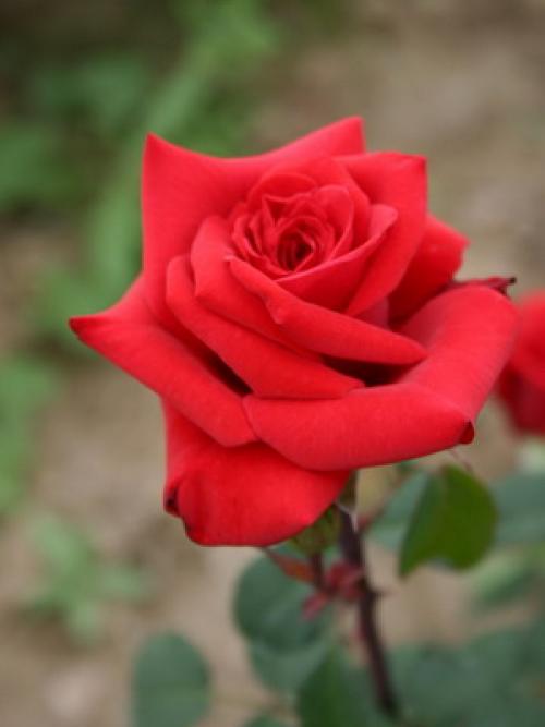 Из, какой страны роза. какая страна считается страной роз? 12