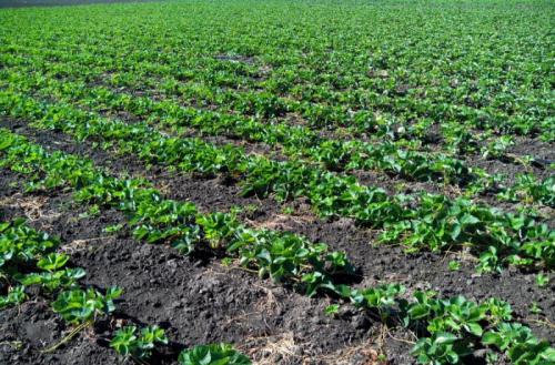 Можно ли сажать на одной грядке разные сорта клубники. Можно ли сажать рядом разные сорта рассады клубники 04