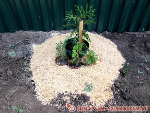 Укрытие молодого можжевельника на зиму. Как подготовить можжевельник к зимовке?