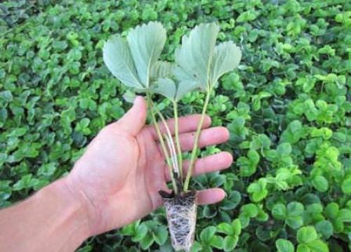 Можно ли сажать на одной грядке разные сорта клубники. Можно ли сажать рядом разные сорта рассады клубники 02