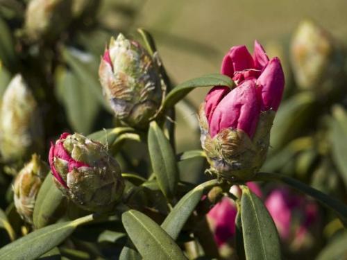 Почему не растет рододендрон. Почему не цветет рододендрон в открытом грунте – основные причины и способы решения проблемы