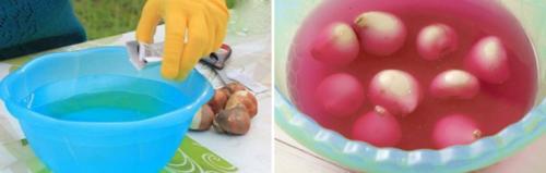 Как сажать тюльпаны дома. Волшебная клумба на подоконнике: Как посадить и вырастить тюльпаны в домашних условиях