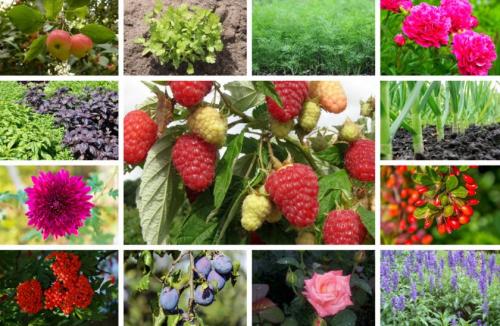 Можно ли ежевику сажать рядом с малиной. Совместимость клубника (садовая земляника) —, как увеличить взаимную пользу 07