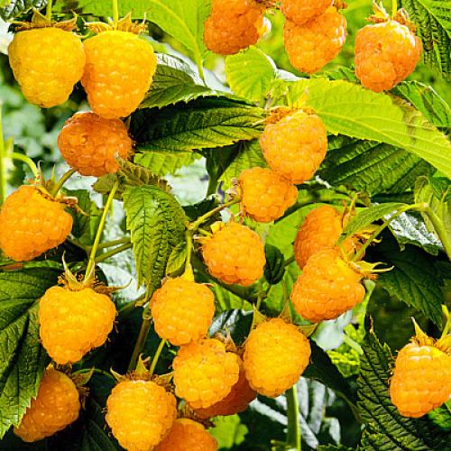 Можно ли сажать малину красную и желтую вместе. Вместе или поодиночке? 02