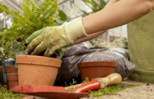 Нужно ли обрезать папоротник на зиму. Почему нельзя обрезать на зиму садовые папоротники 01