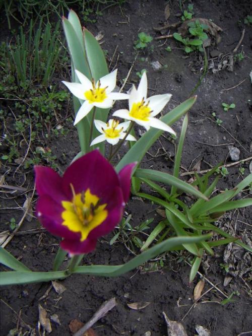 Ботанические тюльпаны посадка и уход. Ботанические тюльпаны для вашего сада 08