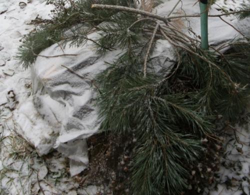Как защитить молодые деревья зимой. Способы защиты дерева от морозов