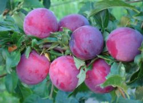 Когда яблони начинают плодоносить. На, какой год начинает плодоносить яблоня после посадки саженцев 01