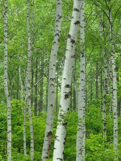 Декоративные деревья и кустарники Клен. Заключение 02