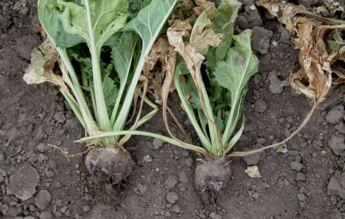 Почему свекла мелкая выросла. Почему свекла вырастает мелкой? Легко устраним эту проблему 07