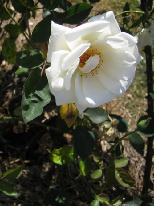 Из, какой страны роза. какая страна считается страной роз? 05