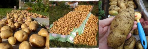 Можно ли мыть картофель для хранения на зиму. Мыть ли картофель перед хранением: все «за» и «против» 07