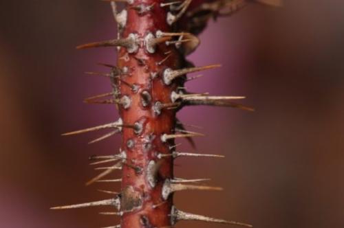 Шиповник, какой лучше. Описание растения