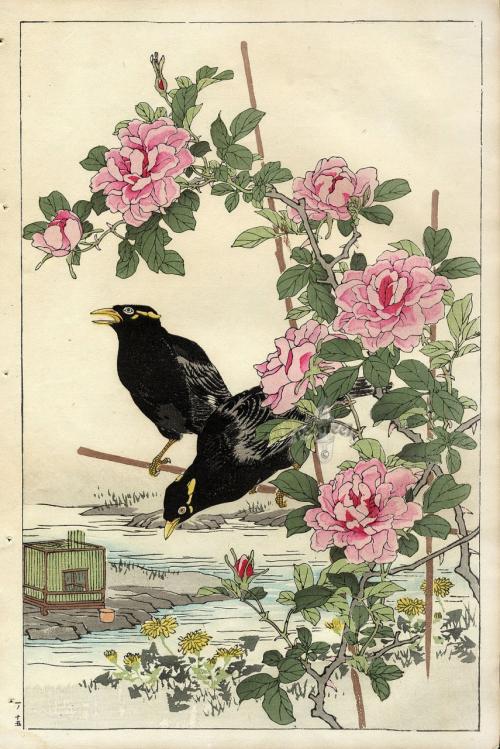 Когда поспевает шиповник в россии. Когда собирать шиповник 15