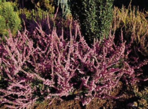 Вереск обыкновенный ред стар. Описание и фото лучших сортов вереска