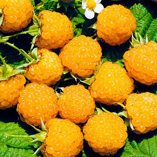 Можно ли сажать малину красную и желтую вместе. Вместе или поодиночке? 03