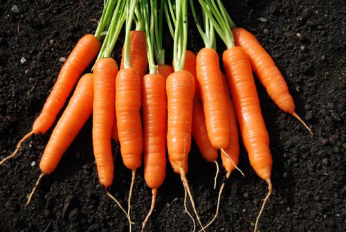 Почему на моркови появляются белые волоски. Сорта наиболее сладкой моркови
