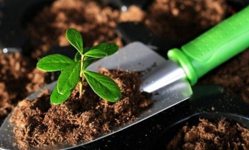 Какие растения растут на кислой почве. Почва раскисление