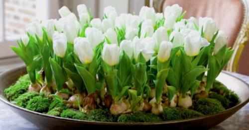 Как сажать тюльпаны дома. Волшебная клумба на подоконнике: Как посадить и вырастить тюльпаны в домашних условиях