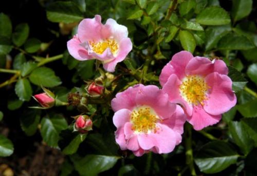 Шиповник, какой лучше. Описание растения