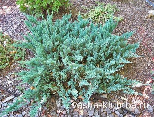 Чем укрыть можжевельник на зиму. Особенности ухода за можжевельником осенью и при подготовке к зиме — общие советы и рекомендации 05