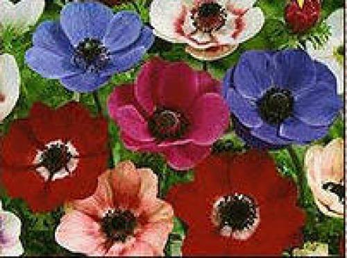 Тюльпан тарда посадка. 