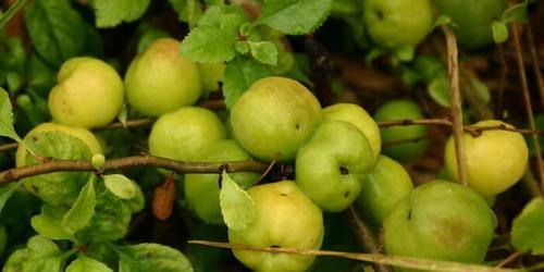 Айва японская. Описание айвы японской с фото