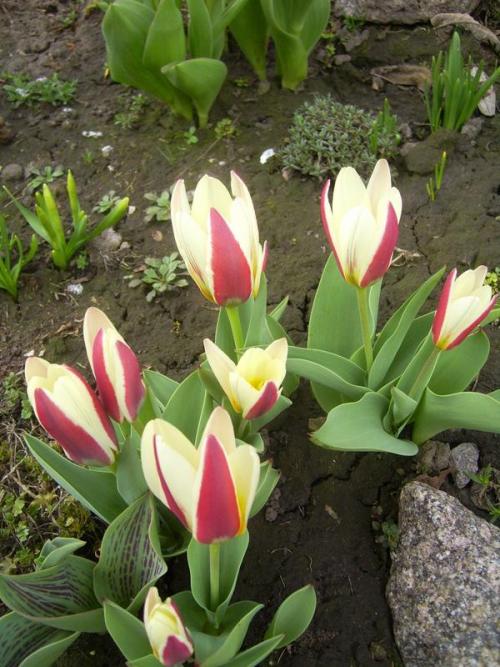 Ботанические тюльпаны посадка и уход. Ботанические тюльпаны для вашего сада 05