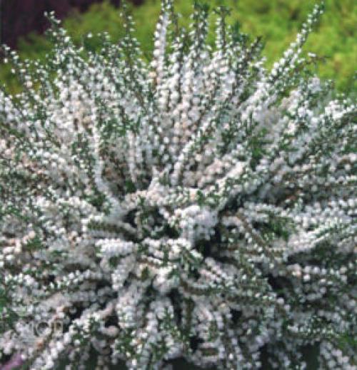 Вереск обыкновенный ред стар. Описание и фото лучших сортов вереска