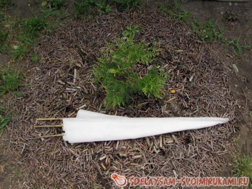 Укрытие молодого можжевельника на зиму. Как подготовить можжевельник к зимовке?