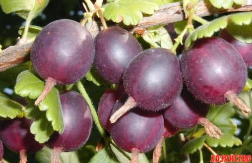 Где лучше сажать смородину в тени или на солнце