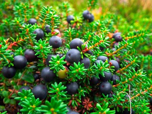 Водяника. Эта чудодейственная водяника!