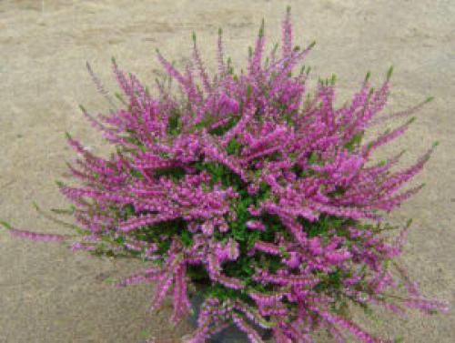 Вереск обыкновенный ред стар. Описание и фото лучших сортов вереска