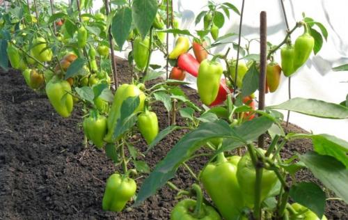 Почему перцы не краснеют. Перцы в теплице: почему не краснеют, не цветут, опадают листья, завязь, не завязываются плоды, устранение причин, фото, видео 01