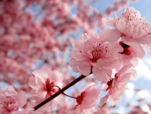 Что значит самобесплодная вишня. Самоплодная вишня 02