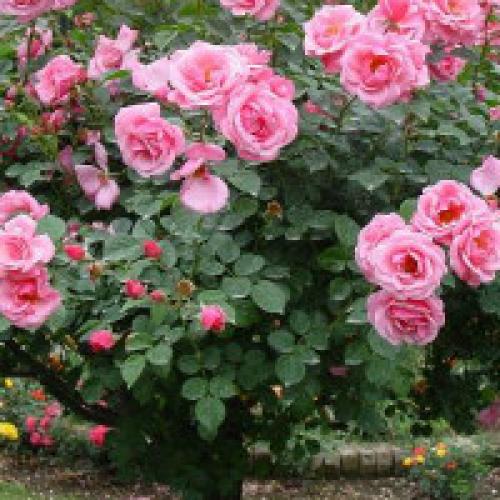 Роза уход. Уход за розами в домашних условиях