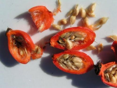 Шиповник, какой лучше. Описание растения