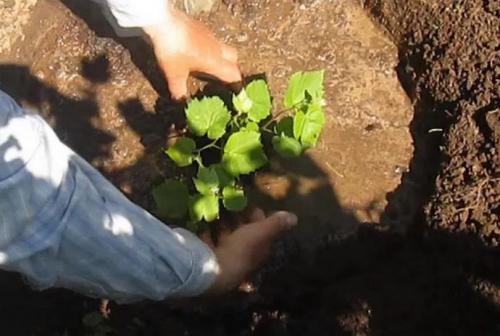 Аркадия виноград расстояние между кустами. Виноград Аркадия — неустанный труженик наших виноградников