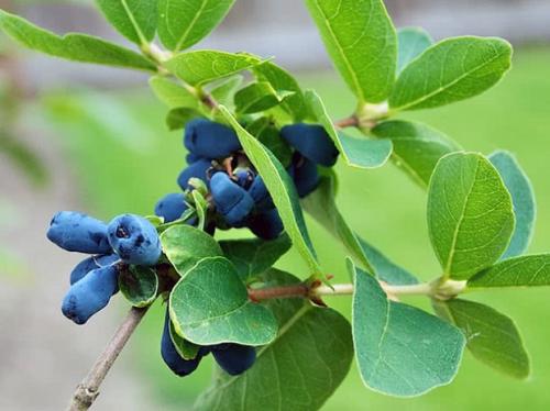 Как разделить взрослый куст жимолости. Размножения от куста: 4 проверенных способа