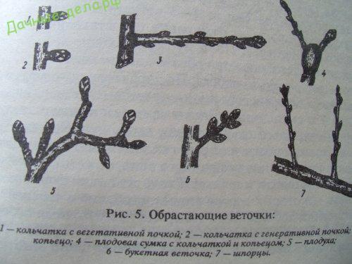 Когда яблони начинают плодоносить. На, какой год начинает плодоносить яблоня после посадки саженцев 06