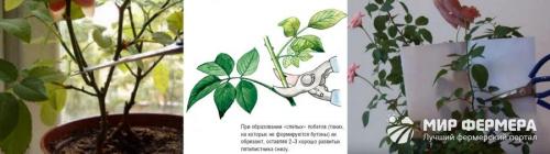 Из, какой страны роза. какая страна считается страной роз? 19