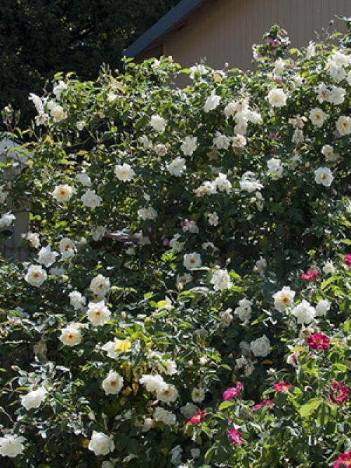 Из, какой страны роза. какая страна считается страной роз? 04