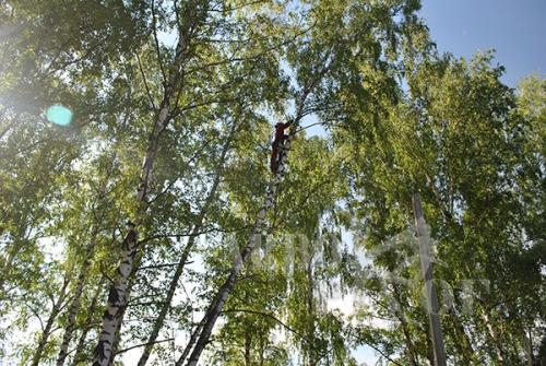 Можно ли обрезать березу по высоте. Можно ли обрезать берёзу? 01