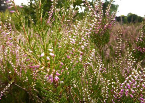 Вереск обыкновенный ред стар. Описание и фото лучших сортов вереска