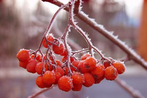 Рябина на дачном участке. Какой сорт рябины лучше всего подойдет для дачного участка?