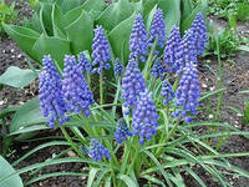 Тюльпан тарда посадка. 