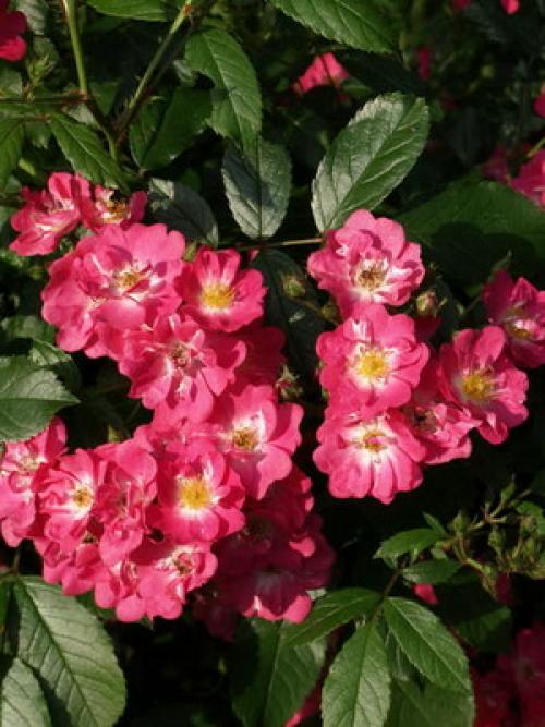 Из, какой страны роза. какая страна считается страной роз? 07