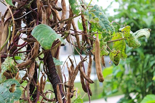 Как сушить стручковую фасоль. Как заготовить фасоль на зиму?